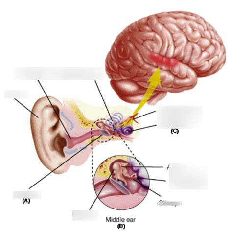 Psych Ch Ear Diagram Diagram Quizlet