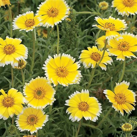 Wildflower Tidy Tips