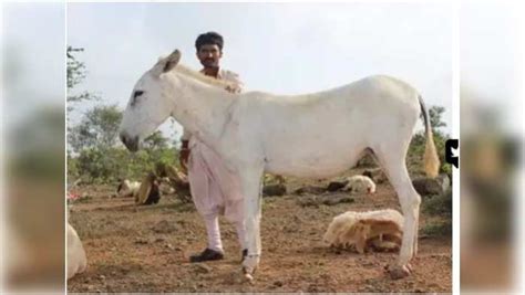 Indigenous Halari Breed Of Donkey Milk To Market Price Of Rs 7000 Per Litre