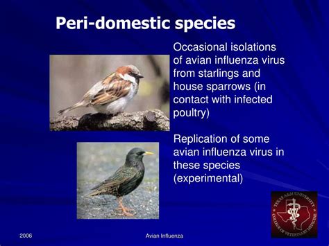 Ppt Avian Influenza Symptoms In Birds Powerpoint Presentation Free