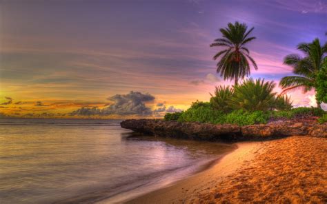 Photo Of Seashore And Coconut Tree During Golden Hour Hd Wallpaper