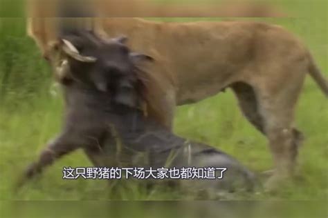 野猪落单后被狮子抓住没想到野牛却愤怒了狮子内心是崩溃的 狮子 野牛 野猪