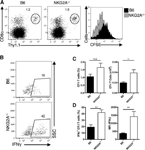 Enhanced Antigen Specific Cd8 T Cells In Nkg2a 22 Livers During Ad