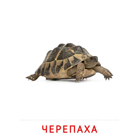 Черепаха: карточка Домана | скачать или распечатать