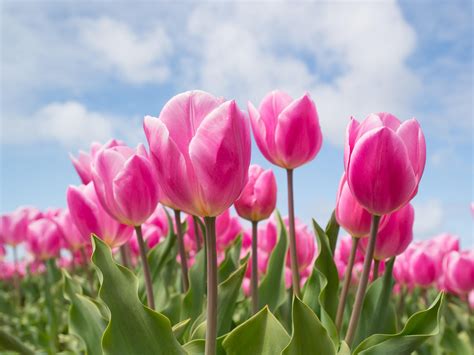 Spring Tulips Wallpaper - iPhone, Android & Desktop Backgrounds