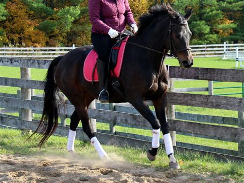 How To Improve YOUR Trot-Canter Transitions – Horse Listening