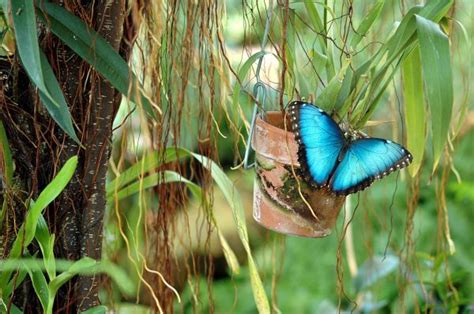 Ilmaisia Kuvia Luonto Ruoho Lintu Kasvi Puun Lehti Kukka