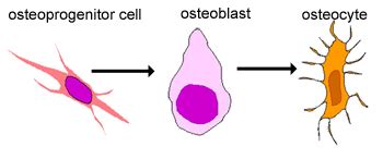 Cartilage, Bone & Ossification: The Histology Guide