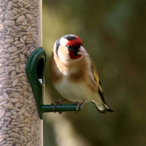 Bird Food by Haith’s | Quality Feed, Seed & Feeders for Wildlife