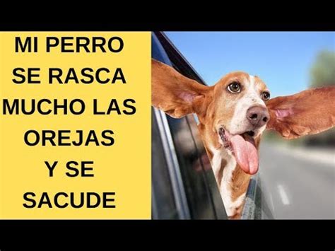 Por Que Mi Perro Se Rasca Mucho La Oreja Peregrino Avendano