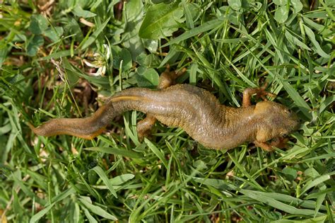 Premium Photo | Brown water salamander closeup in the grass