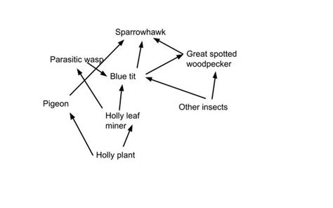 Food Chains Webs Geography Aqa Gcse