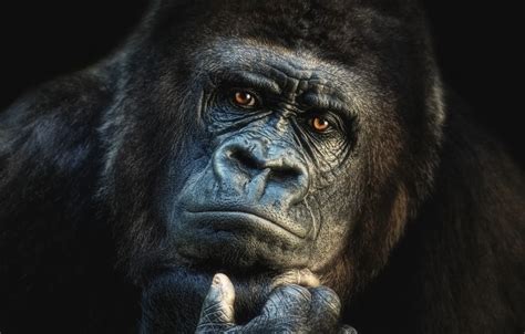 Wallpaper face, gorilla, wildlife, head, portrait, mammal, western ...