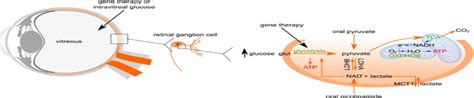 Glycolysis and glucose metabolism as a target for bioenerget ...