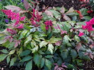 7 Tips for Extending the Bloom Times of Your Astilbe