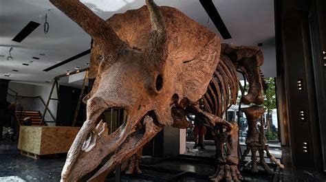 Watch live as 66-million-year-old triceratops skeleton goes to auction ...
