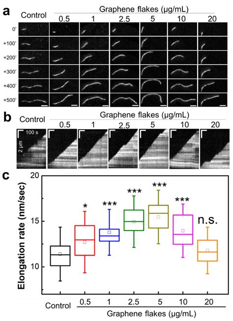 Ijms Free Full Text Graphene Enhances Actin Filament Assembly