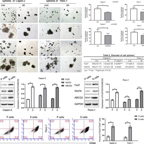 Western Blotting And Immunofluorescence Analysis Were Used To Assess