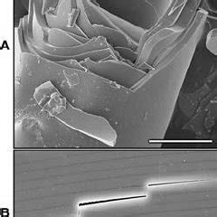 Fracture surfaces in the spicules from Euplectella sp. ( A ) SEM of a ...