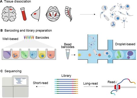 Single Cell Sequencing Promises And Challenges For Human Genetics Rna Seq Blog