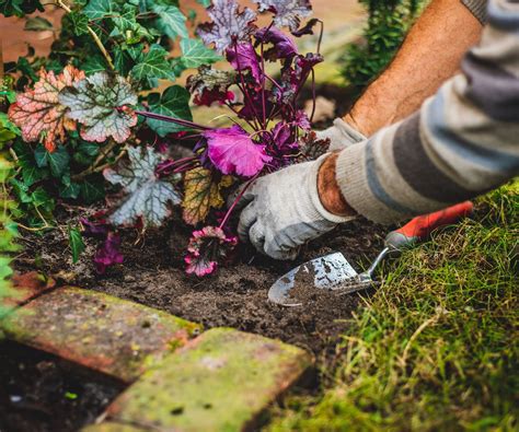 Heuchera care and growing guide: expert tips for coral bells | Homes