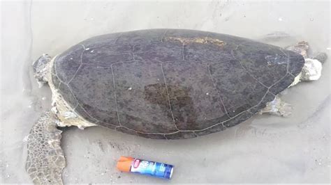 How To Clean A Dead Turtle Shell - Individualfunny