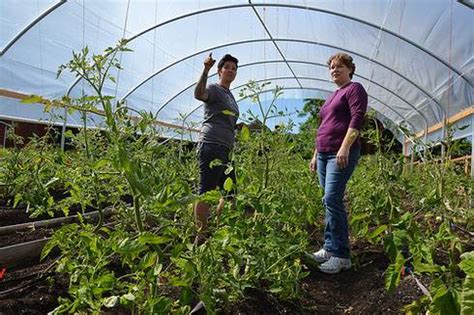 Microclimates For Specialty Crops Created By High Tunnels Fruit