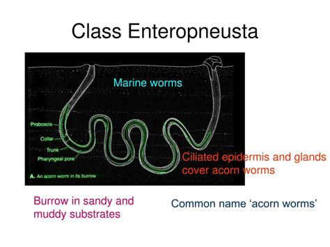 Ppt Hemichordata And Invertebrate Chordates Powerpoint Presentation Id 208289