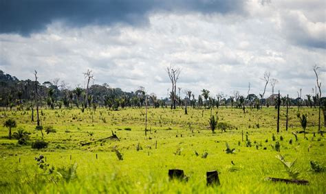 Pastagem ocupa 75 da área desmatada em Terras Públicas na Amazônia