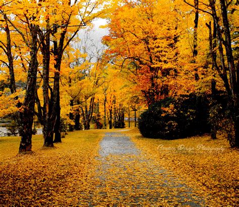 Carolina Autumn Blue Ridge Parkway Maple Leaves Trees Forest Favorite