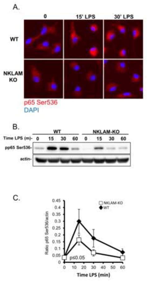 LPS induced serine 536 phosphorylation of NFκB p65 in WT and NKLAM KO