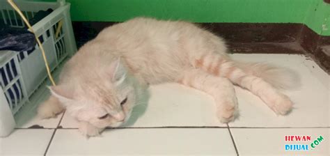 Dijual Kucing Persia Exotic Di Bandung