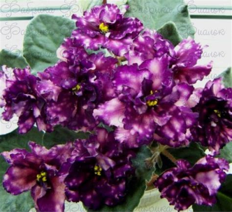 АЕ-Млечный Путь