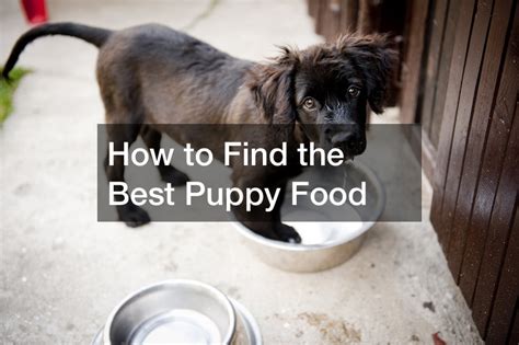 How to Find the Best Puppy Food - News Health