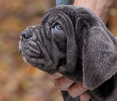 Neapolitan Mastiff Puppies For Sale - AKC PuppyFinder