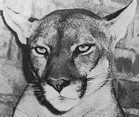 Shasta, the University of Houston Cougar – Kathy M. Slaughter