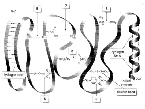 Solved Intramolecular Forces Of Attraction Are Often Important In