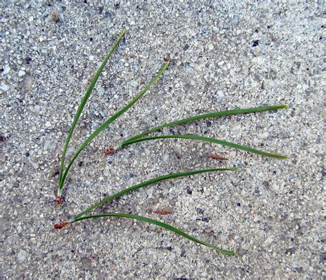 The Serotinous Cones of Lodgepole Pine – awkward botany