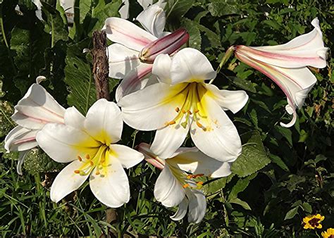 Лилия фаворитка - 68 фото