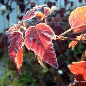 Physocarpus Opulifolius Tuilad Lady In Red Ninebark Scioto