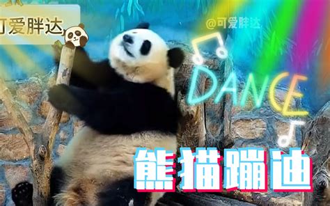 《大熊猫蹦迪珍贵视频 Avi》 可爱胖达panda 可爱胖达panda 哔哩哔哩视频