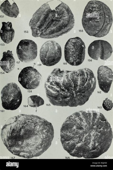 Bulletin of the British Museum Natural History la géologie Bull