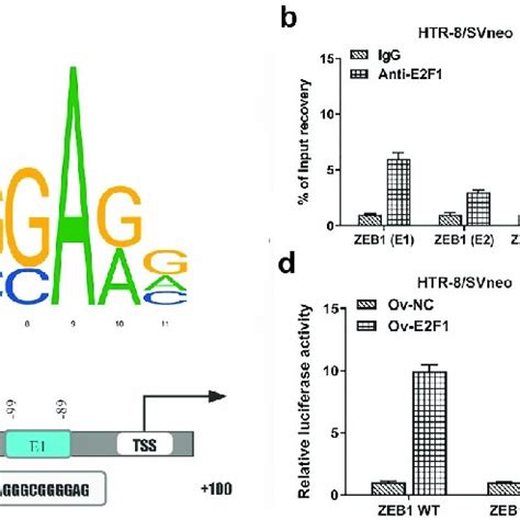 E2F1 Activates EMT Process Of Trophoblast Cells HTR 8 SVneo And JEG 3