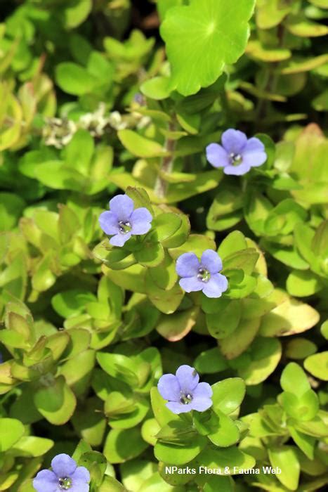 Nparks Bacopa Caroliniana