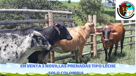 EN VENTA 5 NOVILLAS PREÑADAS TIPO LECHE SOLO COLOMBIA YouTube