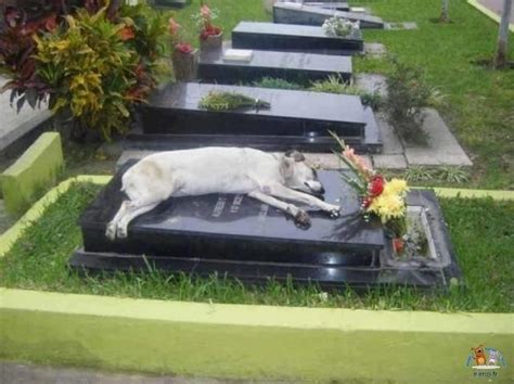 Ce chien se recueille sur la tombe de son maître décédé Albums des