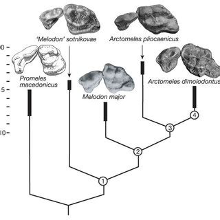 Phylogenetic relationship and geological ages of red panda fossils.Taxa ...