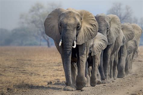 Afrikansk Elefant Wwf