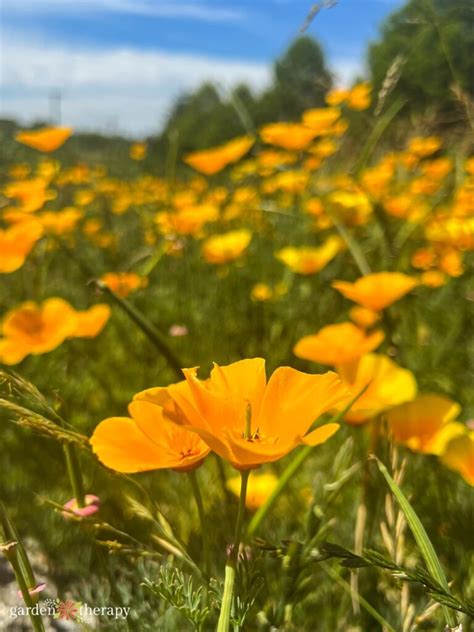 Meet The California Poppy Growing Care Guide