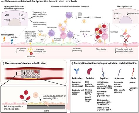 Frontiers Biofunctionalization Of Cardiovascular Stents To Induce